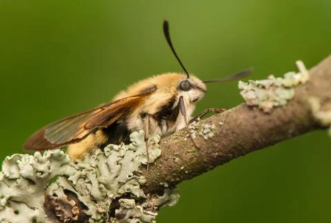 Hemaris Tityus Stock Photos