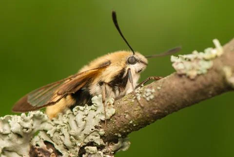 Hemaris Tityus Stock Photos