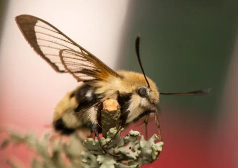 Hemaris Tityus Stock Photos