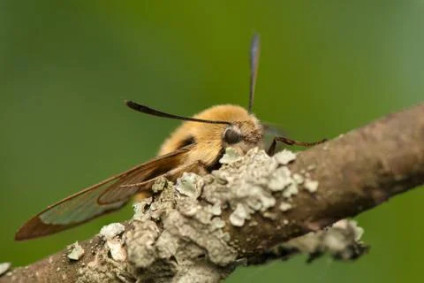 Hemaris Tityus Stock Photos