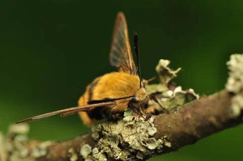 Hemaris Tityus Stock Photos