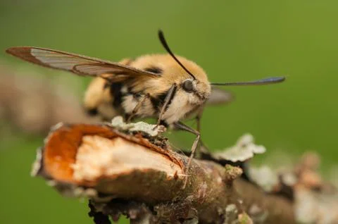 Hemaris Tityus Stock Photos