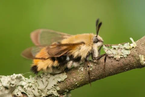 Hemaris Tityus Stock Photos