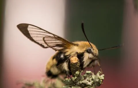 Hemaris Tityus Stock Photos