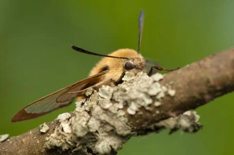 Hemaris Tityus Stock Photos