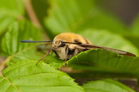 Hemaris Tityus Stock Photos