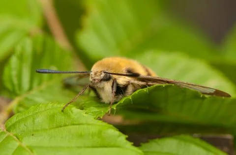 Hemaris Tityus Stock Photos