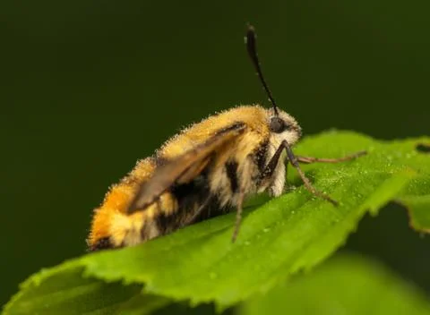 Hemaris Tityus Stock Photos