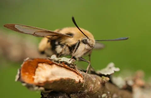 Hemaris Tityus Stock Photos