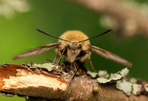 Hemaris Tityus Stock Photos