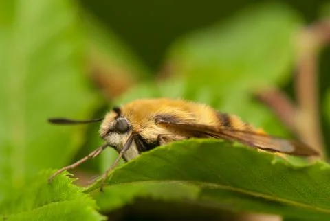 Hemaris Tityus Stock Photos