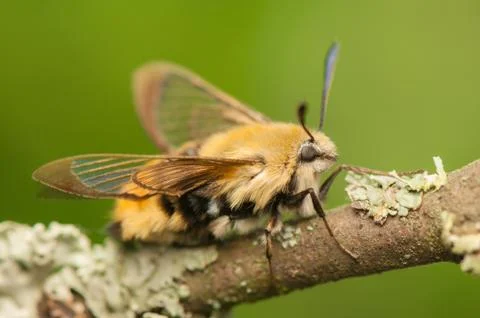 Hemaris Tityus Stock Photos