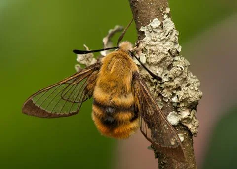 Hemaris Tityus Stock Photos
