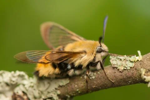 Hemaris Tityus Stock Photos