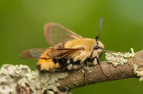 Hemaris Tityus Stock-Fotos