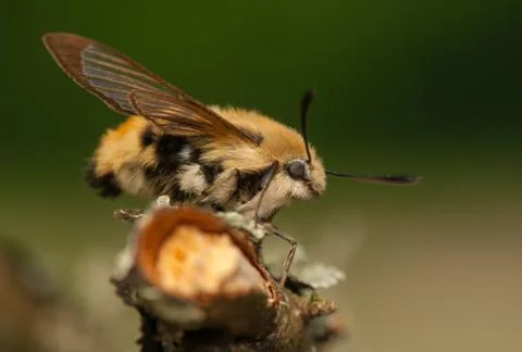Hemaris Tityus Foto stock