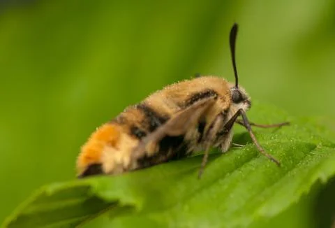 Hemaris Tityus Stock Photos