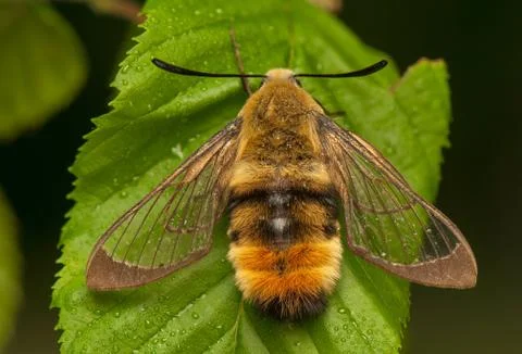 Hemaris Tityus Stock Photos