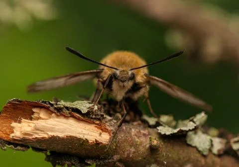 Hemaris Tityus Foto stock