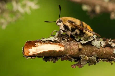 Hemaris Tityus Stock Photos