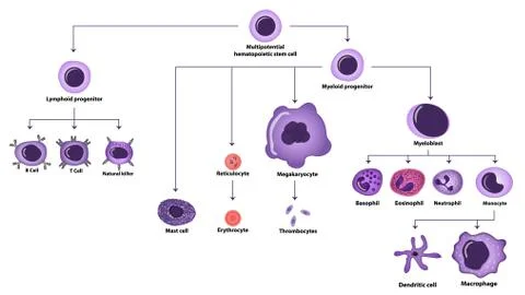 Hematopoiesis cell types scheme Stock Illustration