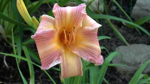 Hemerocallis Bicentennial Queen flower. Stock Footage 144162848