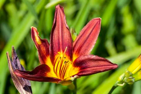Hemerocallis 'Black Magic' a 库存照片