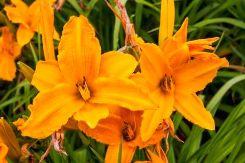 Hemerocallis 'Burning Daylight' 写真素材
