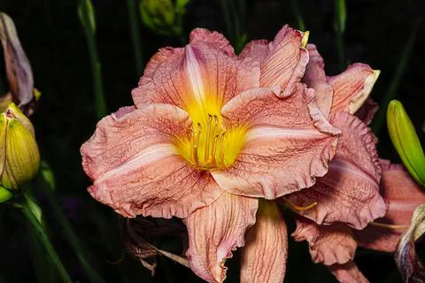 Hemerocallis fulva Foto stock
