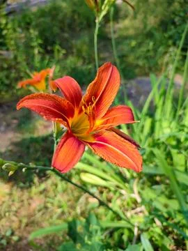 Hemerocallis fulva Stock Photos