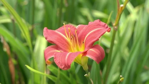 Hemerocallis 'Mallard' Stock Footage 313200351