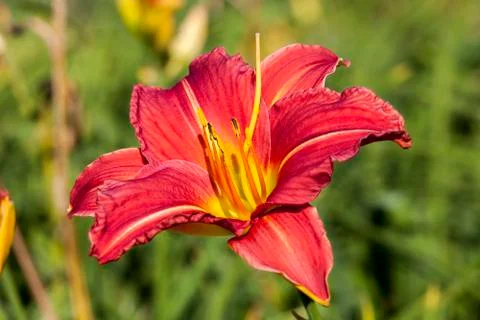 Hemerocallis 'Morocco Red' 스톡 사진
