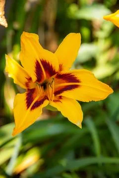 Hemerocallis Stock Photos