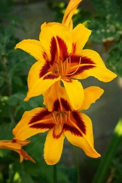 Hemerocallis Stock Photos