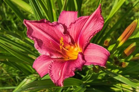 Hemerocallis Stock Photos