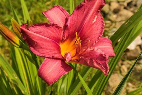 Hemerocallis Stock Photos