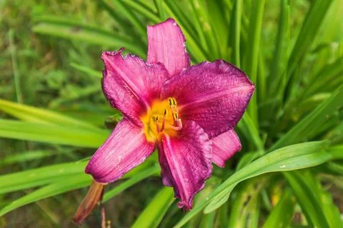 Hemerocallis Stock Photos