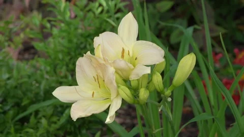Hemerocallis, 'Snowy Apparition' Stock Footage 313200354