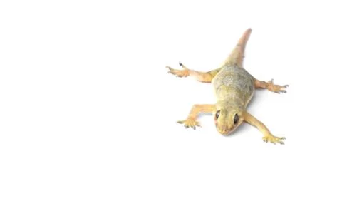 Hemidactylus Stock Photos