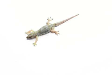 Hemidactylus Stock Photos