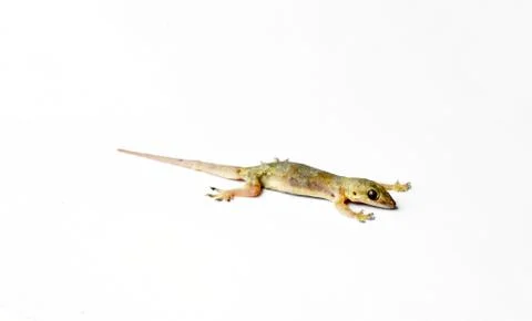 Hemidactylus Stock Photos