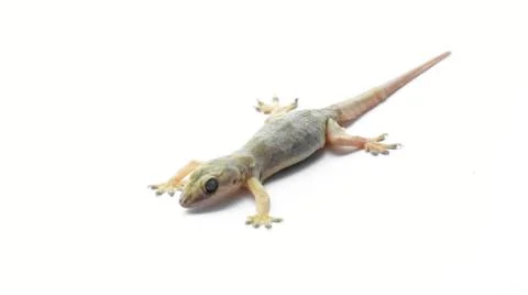 Hemidactylus Stock Photos