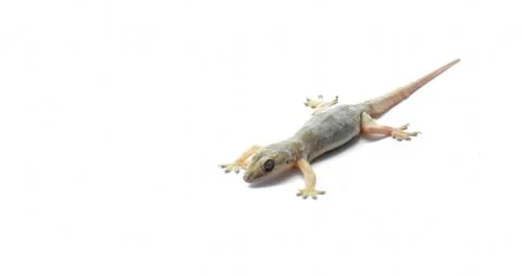 Hemidactylus Stock Photos