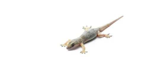 Hemidactylus Stock Photos