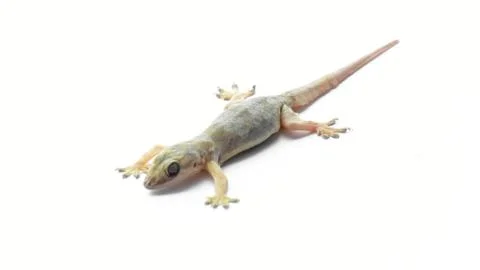 Hemidactylus Stock Photos