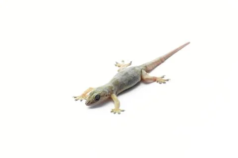 Hemidactylus Stock Photos
