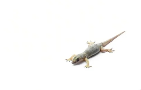 Hemidactylus Stock Photos
