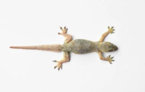 Hemidactylus Stock Photos
