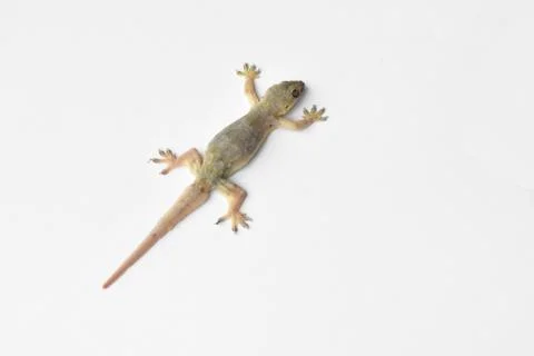Hemidactylus Stock Photos