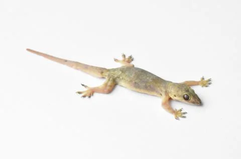 Hemidactylus Stock Photos